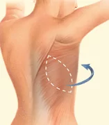 08 latissimus 01 08 latissimus 01